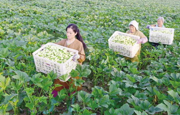 
				农人在转移新采摘的秋葵花			